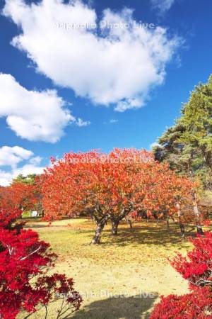 オニウシ公園の紅葉