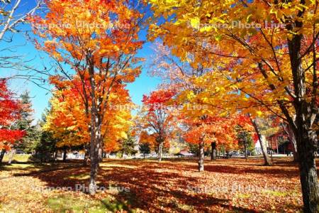 ぬかびら源泉郷　温泉公園の紅葉