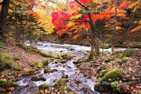 阿寒川の紅葉