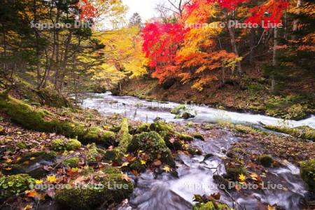阿寒川の紅葉