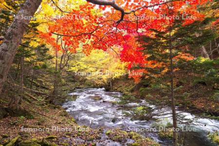 阿寒川の紅葉