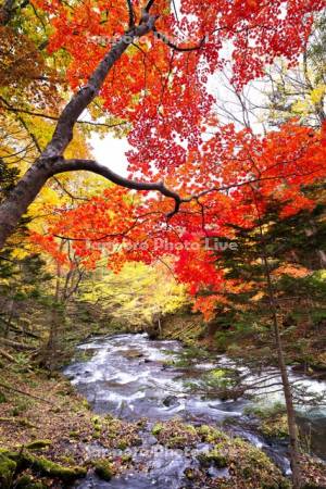 阿寒川の紅葉