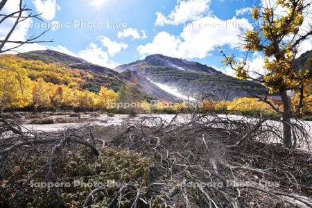 硫黄山と紅葉とハイマツの枯れ木