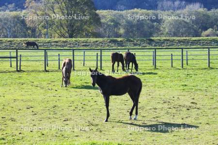 サラブレッド銀座　サラブレッドの放牧