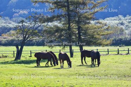 サラブレッド銀座　サラブレッドの放牧