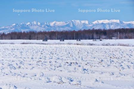 畑の雪割りと日高山脈