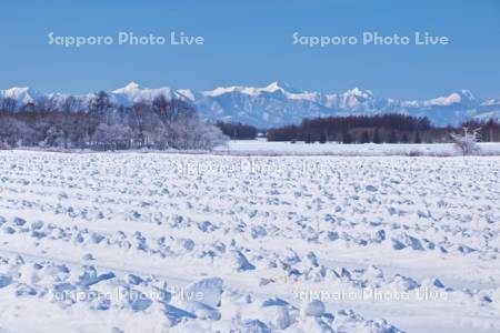 畑の雪割りと日高山脈