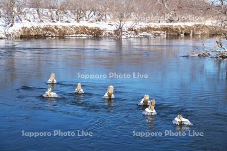 釧路湿原　釧路川