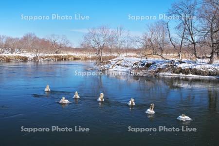 釧路湿原　釧路川