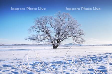 はるにれの木　樹氷