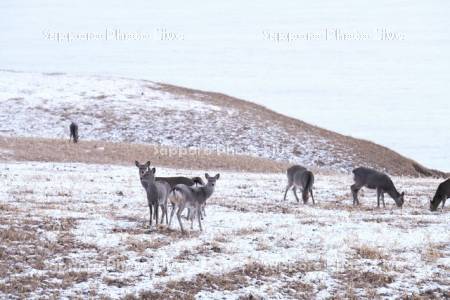 エゾシカと太平洋