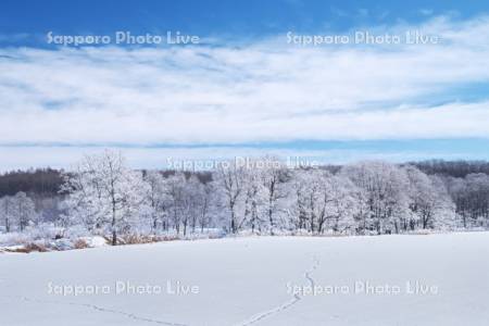 更別の霧氷（樹氷）