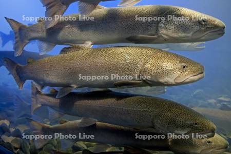 山の水族館イトウ