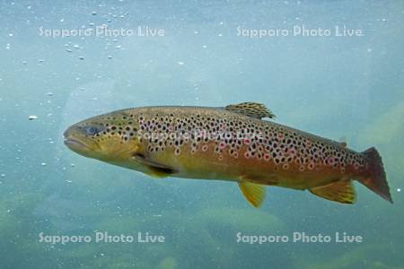 山の水族館ニジマス