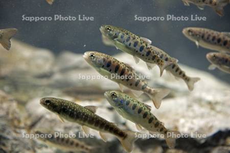 山の水族館ヤマメとオショロコマ