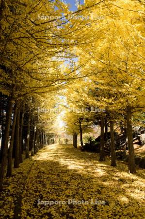 西岡公園　イチョウ並木
