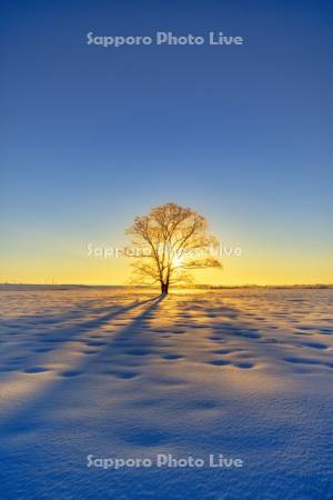 朝陽とハルニレ