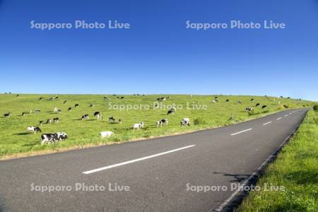 豊富町大規模草地育成牧場