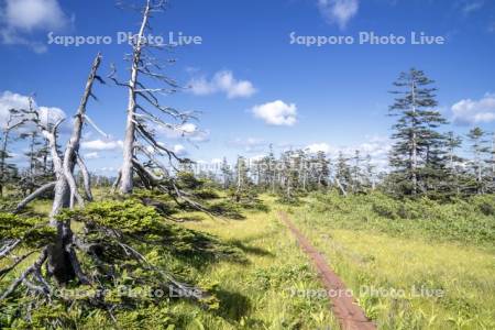 松山湿原　木道