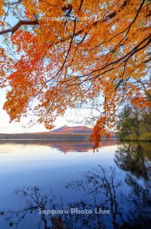 大沼の紅葉と朝焼けの駒ヶ岳