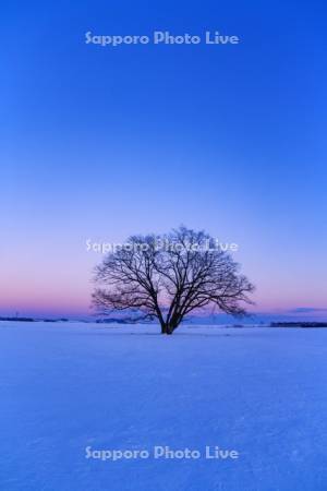 ハルニレの木　夕景