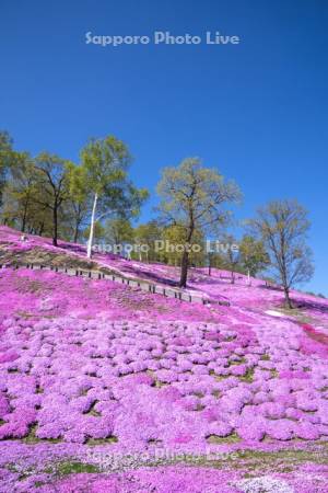 東藻琴芝桜公園