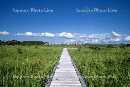 サロベツ原生花園の木道