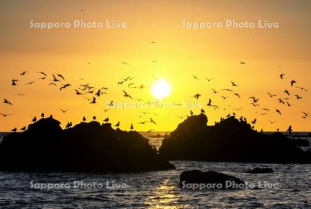 ウミネコと仙法志の夕景