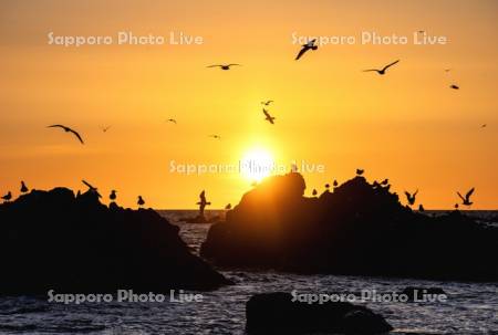 ウミネコと仙法志の夕景
