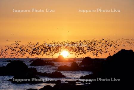 ウミネコと仙法志の夕景
