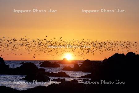 ウミネコと仙法志の夕景