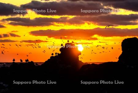 ウミネコと仙法志海岸夕景