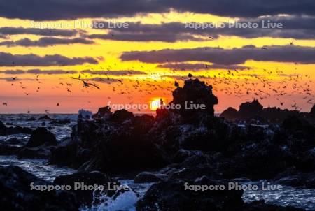 ウミネコと仙法志海岸夕景