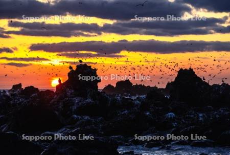ウミネコと仙法志海岸夕景