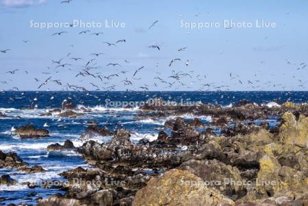ウミネコと仙法志海岸