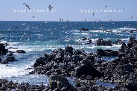 ウミネコと仙法志海岸