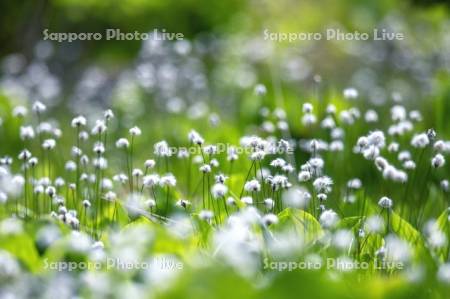 南浜湿原のワタスゲ