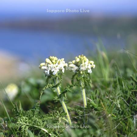 ネムロシオガマ