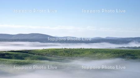 朝もやの牧場