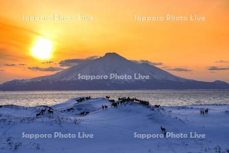エゾシカの親子群れと利尻島
