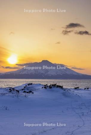 エゾシカの親子群れと利尻島