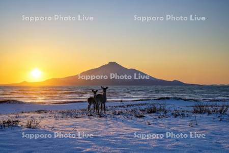 エゾシカと利尻島