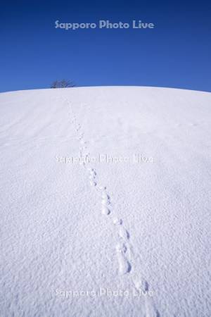 雪原と足跡