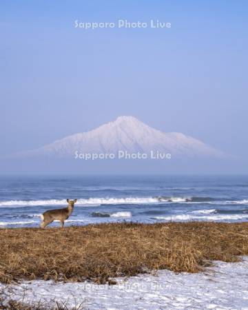 エゾシカと利尻島