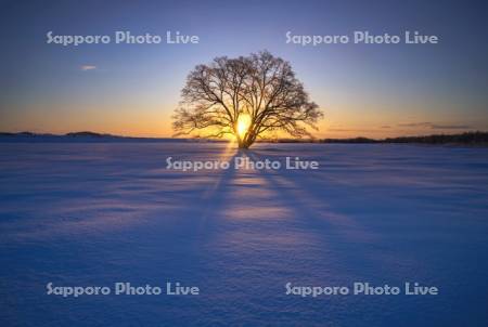 朝陽とハルニレ