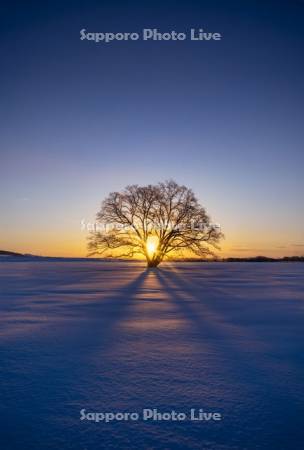 朝陽とハルニレ