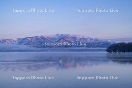 屈斜路湖とハクチョウ