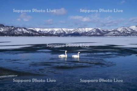 屈斜路湖とハクチョウ