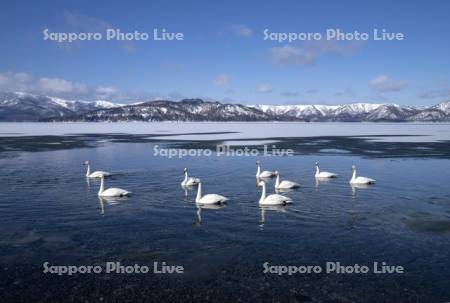 屈斜路湖とハクチョウ