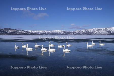 屈斜路湖とハクチョウ